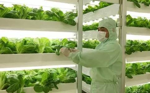 日本東芝“植物工廠”關門給我們的教訓