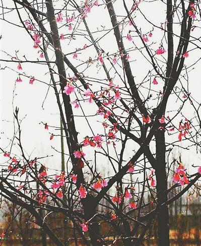 揚州植物專家選育出山櫻花新品種