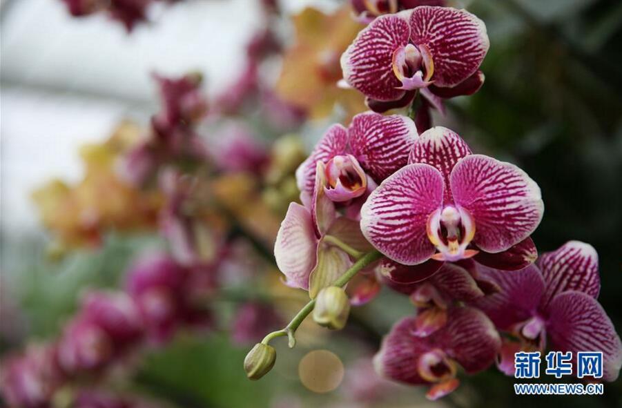 英國倫敦皇家植物園“蘭花節”