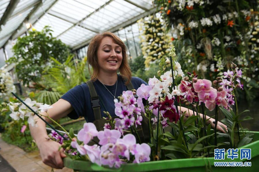 英國倫敦皇家植物園“蘭花節”