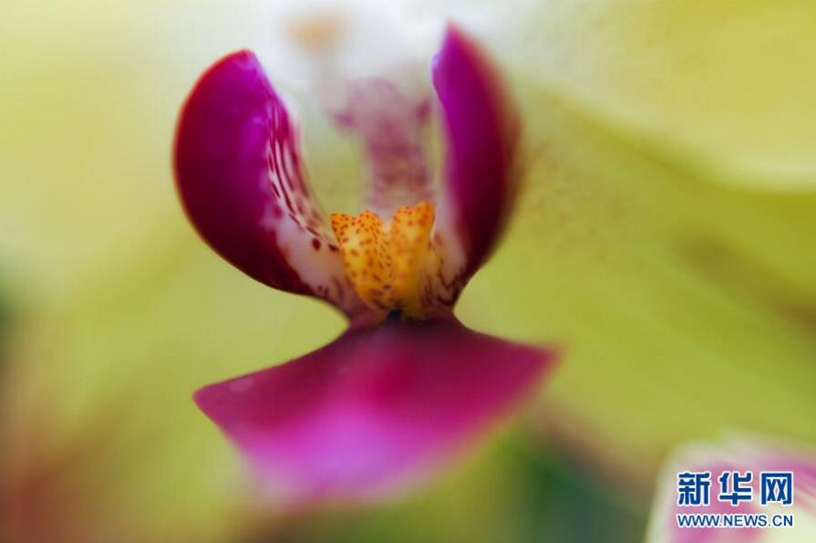 英國倫敦皇家植物園“蘭花節”