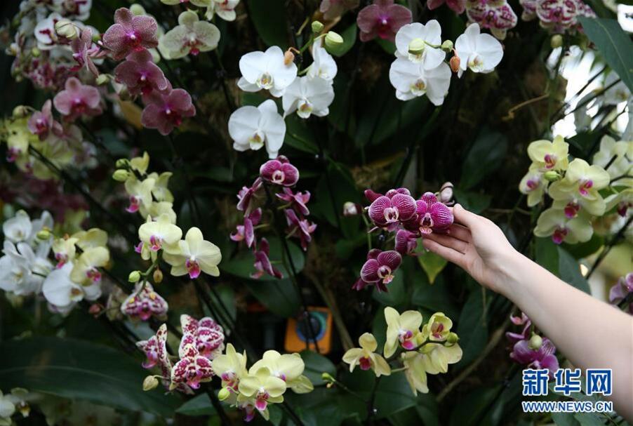 英國倫敦皇家植物園“蘭花節”