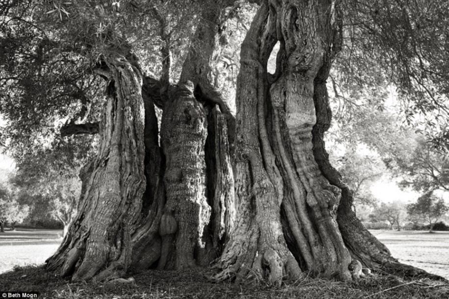 攝影師拍世上最古老樹木 有些已經2000歲