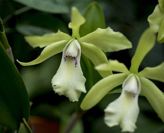 武漢植物園花展持續到4月上旬