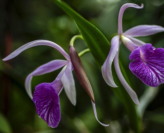 武漢植物園花展持續到4月上旬