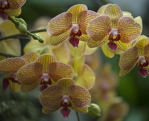 武漢植物園花展持續到4月上旬