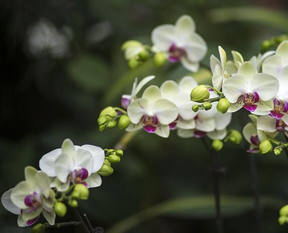 武漢植物園花展持續(xù)到4月上旬