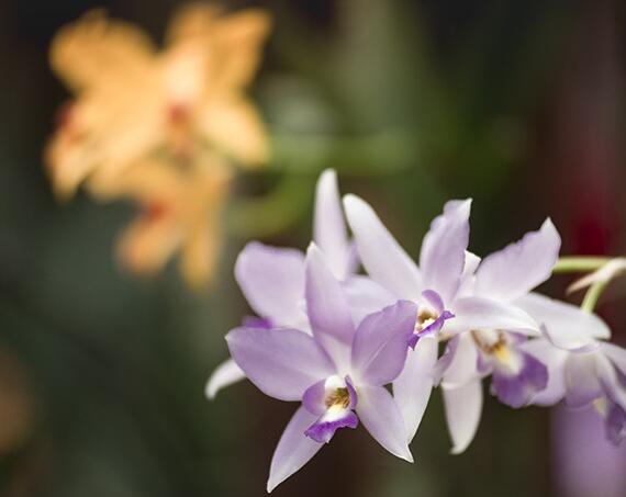 武漢植物園花展持續(xù)到4月上旬