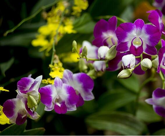 武漢植物園花展持續(xù)到4月上旬