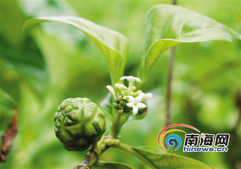 西沙諾尼:茜草科植物“女王”