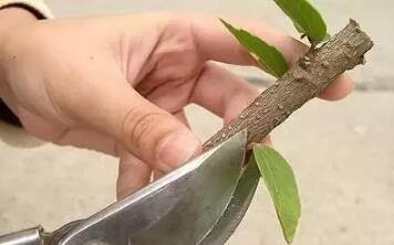 11種能讓扦插花卉快速生根的方法小技巧