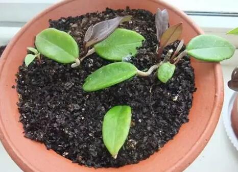 11種能讓扦插花卉快速生根的方法小技巧