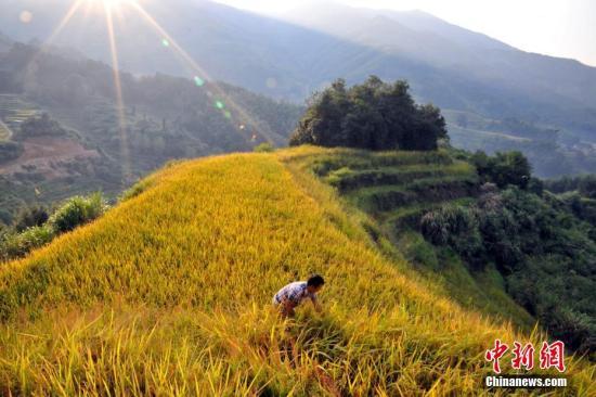 解決水稻界“癌癥”上取得突破 