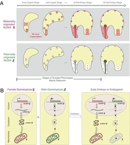 瞿禮嘉研究組發現植物中一個全新的印記基因