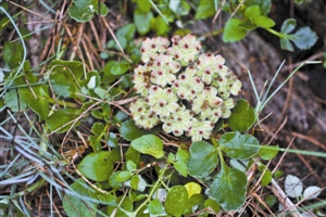新近發現植物新記錄種12種