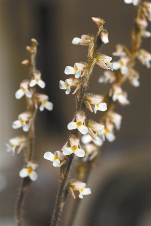 新近發現植物新記錄種12種