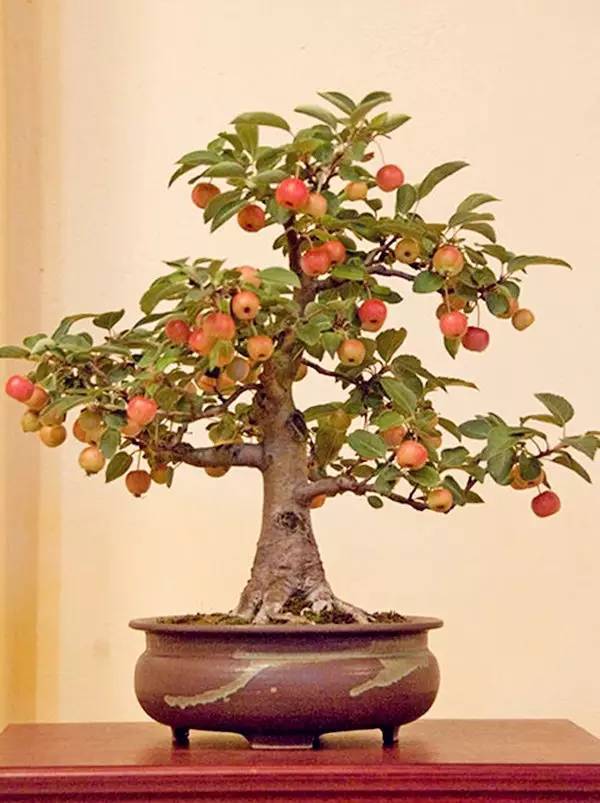 驚艷的水果盆栽