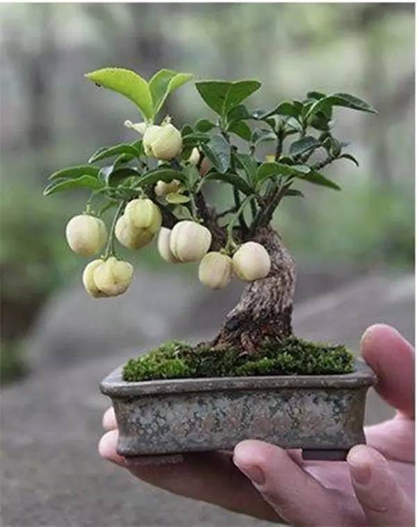 驚艷的水果盆栽