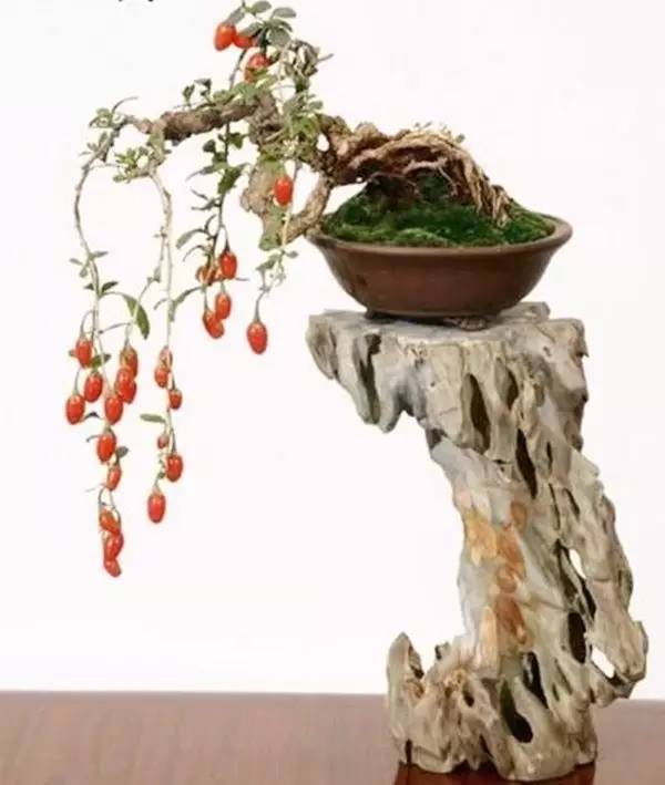 驚艷的水果盆栽