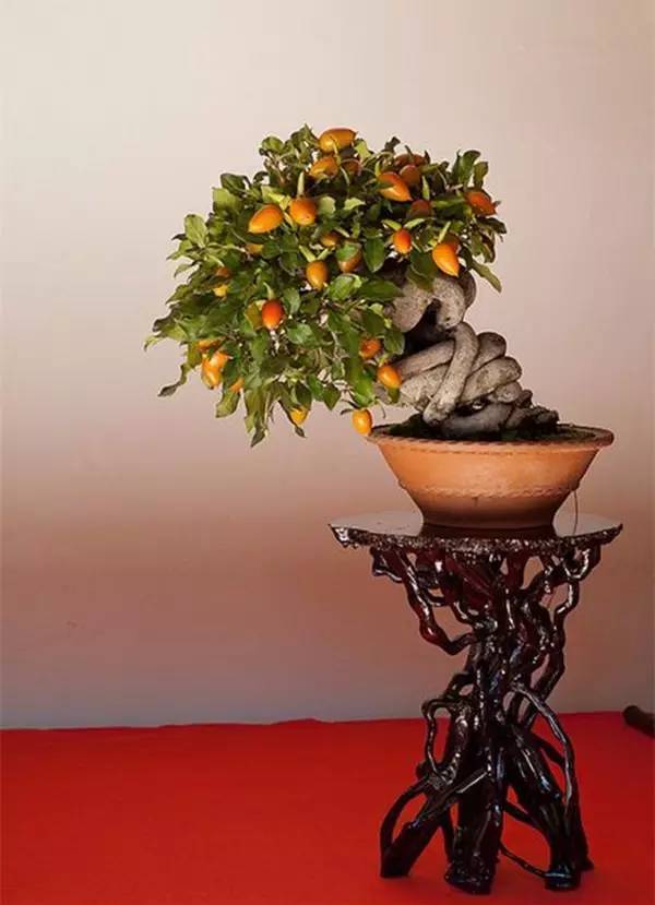 驚艷的水果盆栽