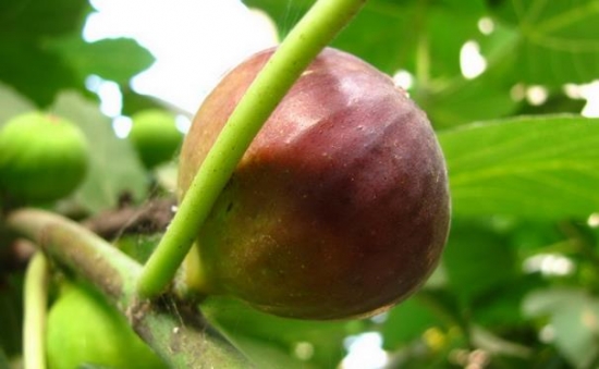 無(wú)花果很好吃 那么你知道無(wú)花果是怎么栽培嗎