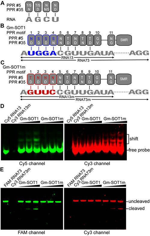葉綠體核糖體RNA加工分子機制方面獲進展