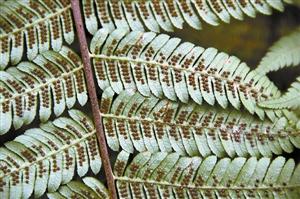 深圳共5種桫欏被為國(guó)家重點(diǎn)保護(hù)野生植物