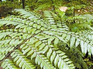 深圳共5種桫欏被為國(guó)家重點(diǎn)保護(hù)野生植物