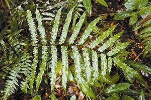 深圳共5種桫欏被為國(guó)家重點(diǎn)保護(hù)野生植物