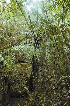 深圳共5種桫欏被為國(guó)家重點(diǎn)保護(hù)野生植物