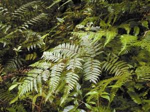 深圳共5種桫欏被為國(guó)家重點(diǎn)保護(hù)野生植物