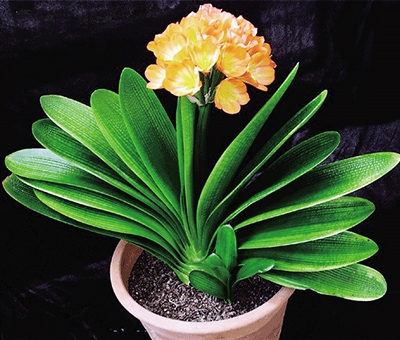 春季最適合養的室內植物