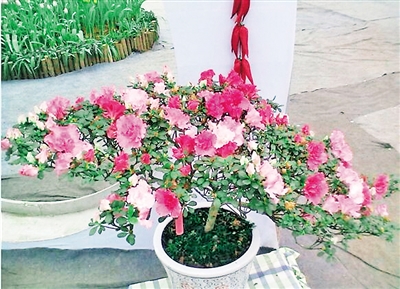 春季最適合養的室內植物