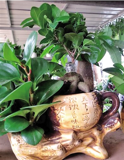 春季最適合養的室內植物