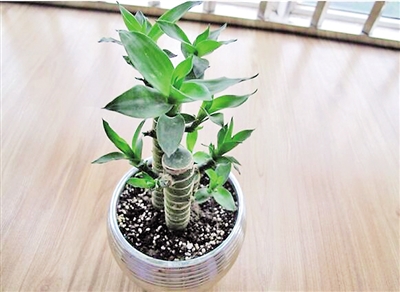 春季最適合養的室內植物