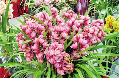 春季最適合養(yǎng)的室內(nèi)植物