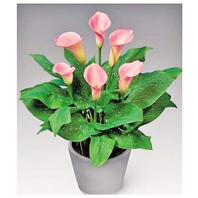 春季最適合養(yǎng)的室內(nèi)植物