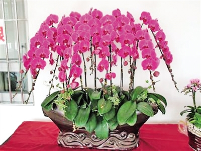 春季最適合養(yǎng)的室內(nèi)植物