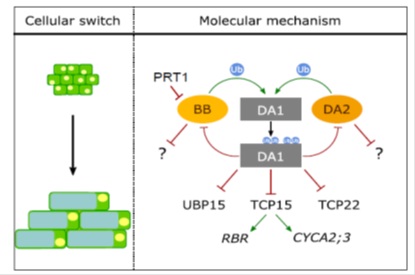 DA1調(diào)控植物種子和器官大小機(jī)制研究進(jìn)展