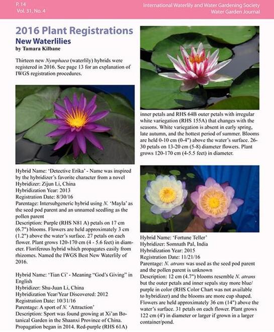 西安科學家培育睡蓮新品種“天賜”