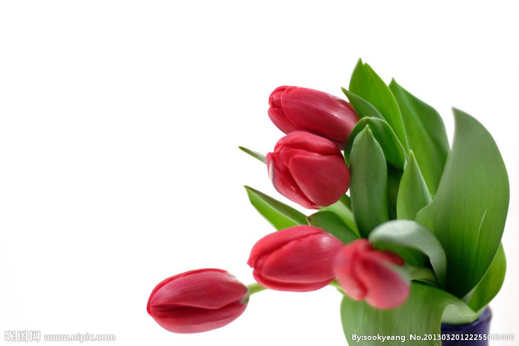 適合情人節送的花及送花寓意盤點