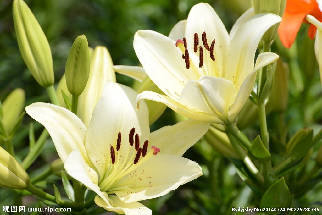 適合情人節送的花及送花寓意盤點
