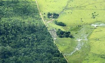 過度砍伐熱帶雨林的樹木有什么危害