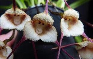 自然界總有一些奇葩植物