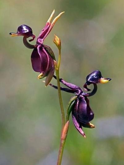 自然界總有一些奇葩植物