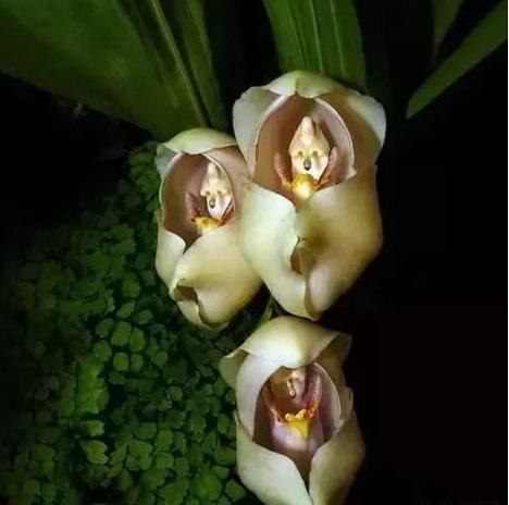 自然界總有一些奇葩植物