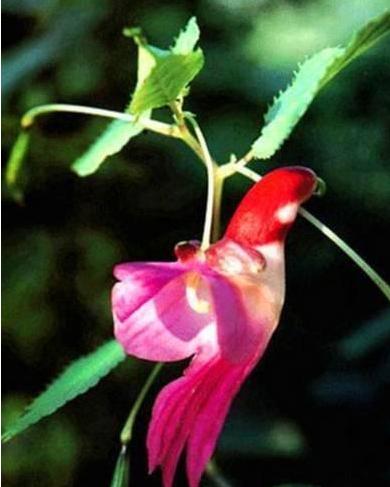 自然界總有一些奇葩植物