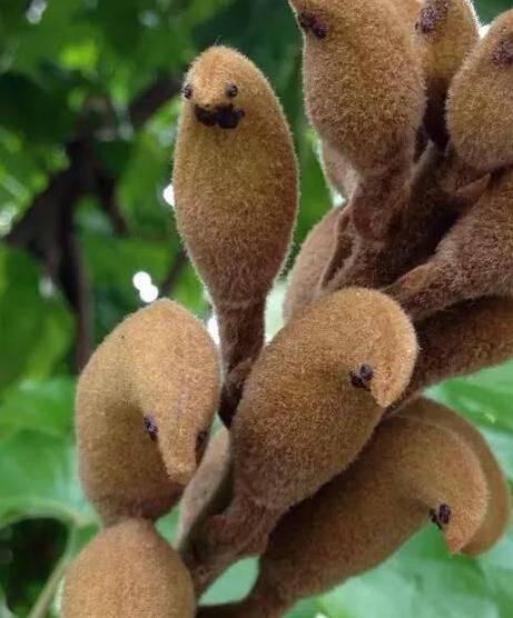 自然界總有一些奇葩植物