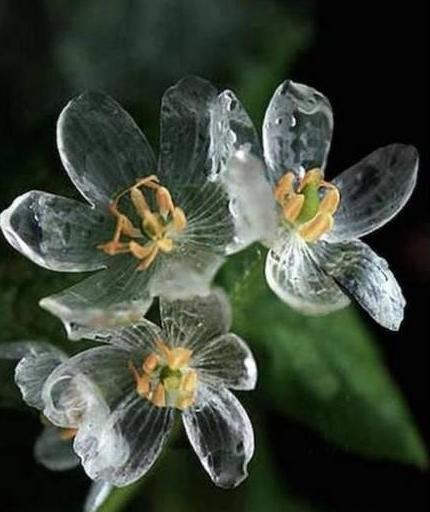 自然界總有一些奇葩植物