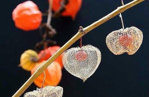 自然界總有一些奇葩植物